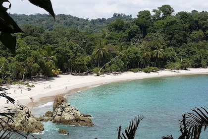 Manuel Antonio National Park Sightseeing and Wildlife Day Tour from San Jos...
