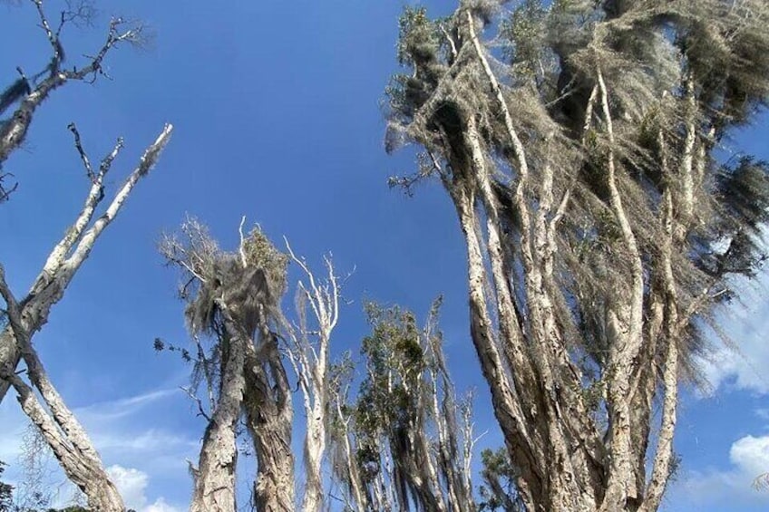 Australian cord tree 