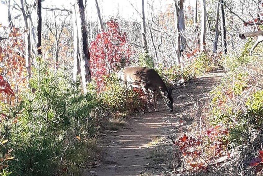 Deer on the trail!