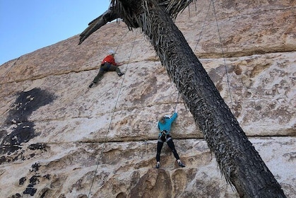 Beginner Group Rock Climbing in Joshua Tree National Park