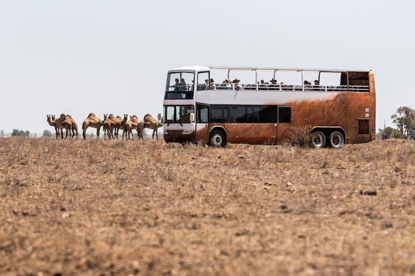Board our open-top overlander safari bus to get up close to the animals