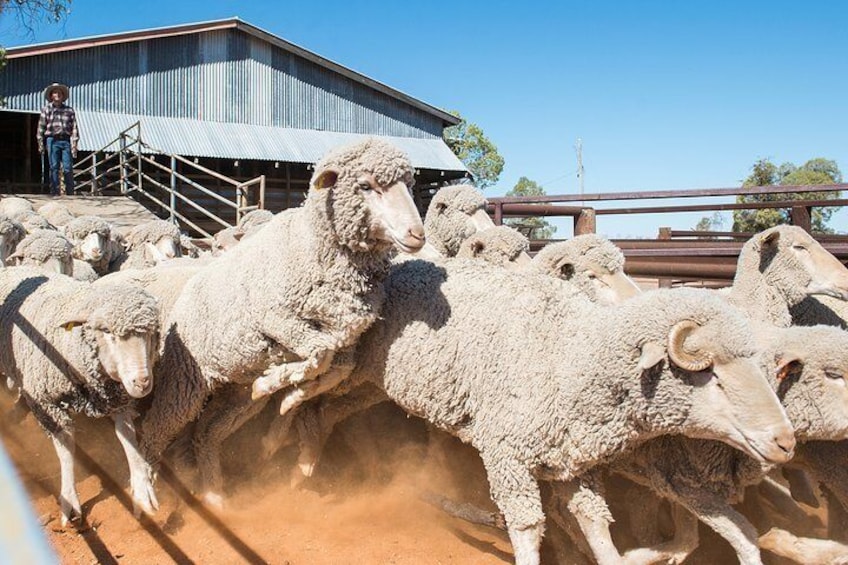 Visit the historic shearing shed and hear the Merino wool story