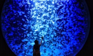 Winter Special,KAMO Aquarium&Sake Brewery Taxi plan A