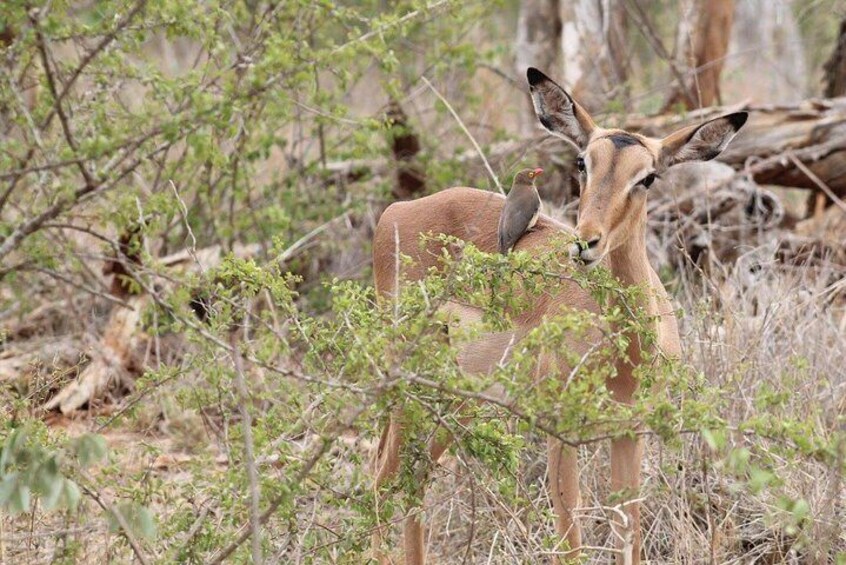 Kruger National Park Day Trip