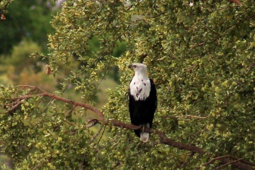 Kruger National Park Day Trip