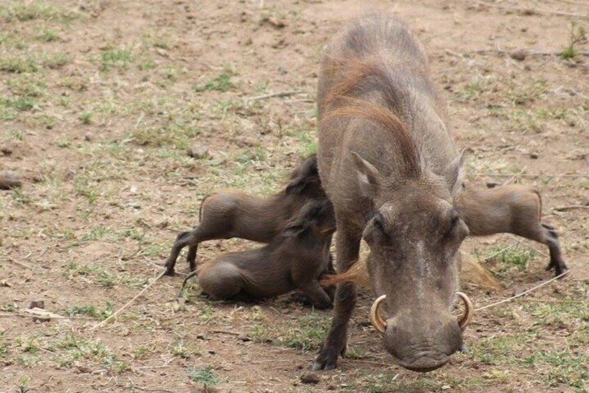 Kruger National Park Day Trip