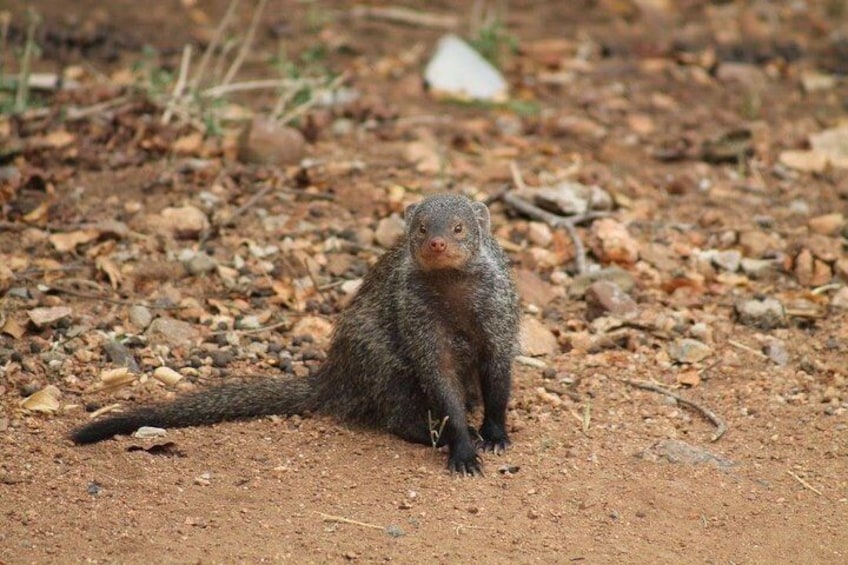 Kruger National Park Day Trip