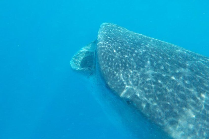 Watch the whale sharks feed
