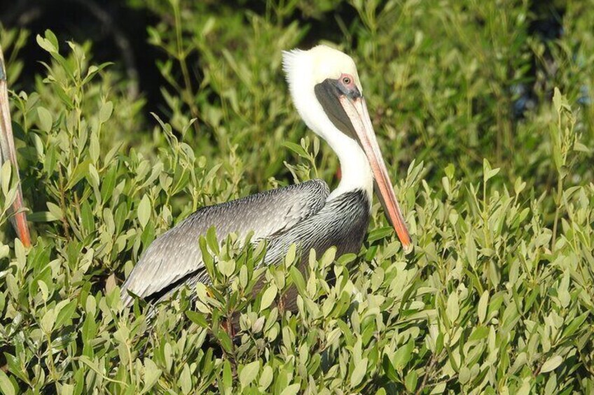 Private Boat to visit Holbox surroundings (3-Island Tour)