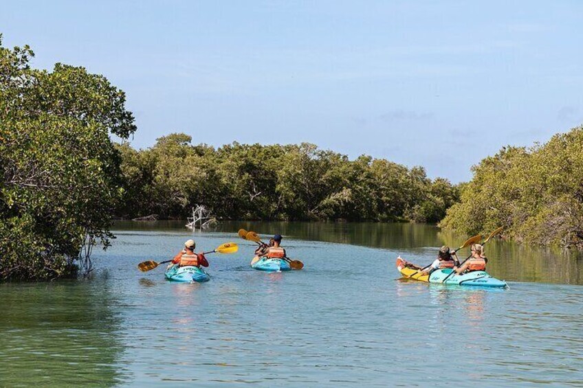 Kayaking Tour Through the Mangroves in Isla Holbox