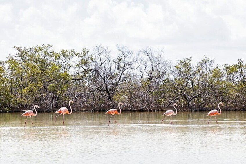 Admire the amazing fauna surrounding the area