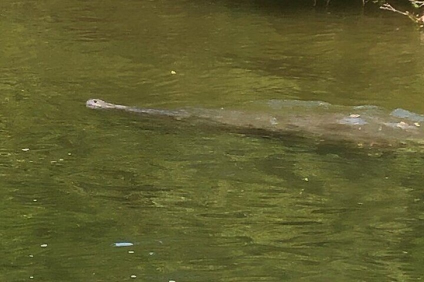 Manatee cruising by