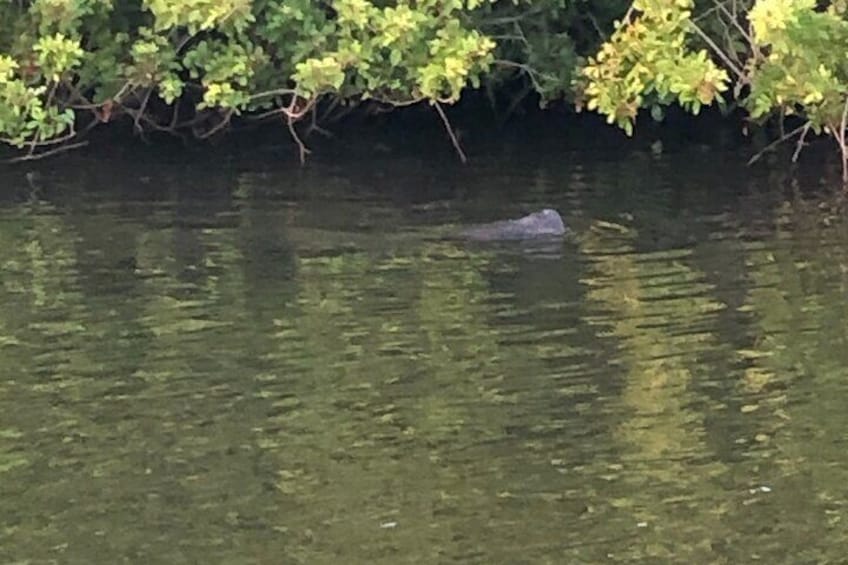 Baby manatee checking out lunch options