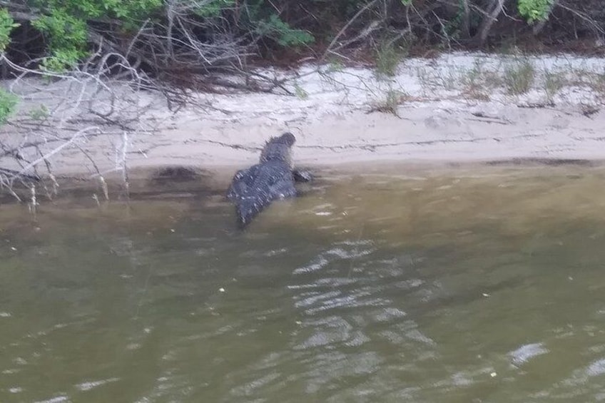 Sunbathing gator.