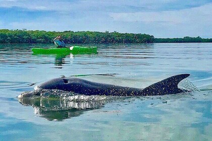 Small Group Kayak Tour of the Shell Key Preserve