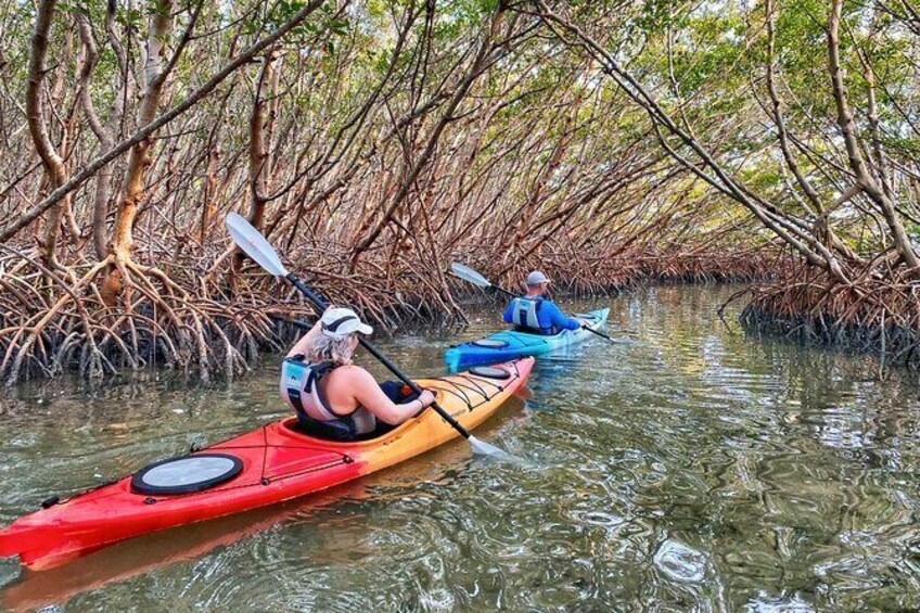 Small Group Kayak Tour of the Shell Key Preserve