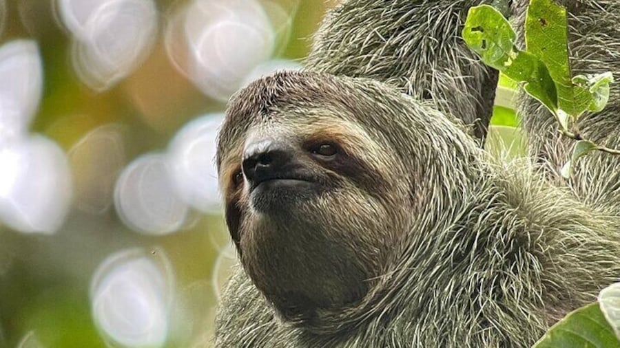 Manuel Antonio with Mauro / Tickets not Included!