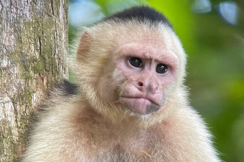 Manuel Antonio with Mauro / Private & Group Tours