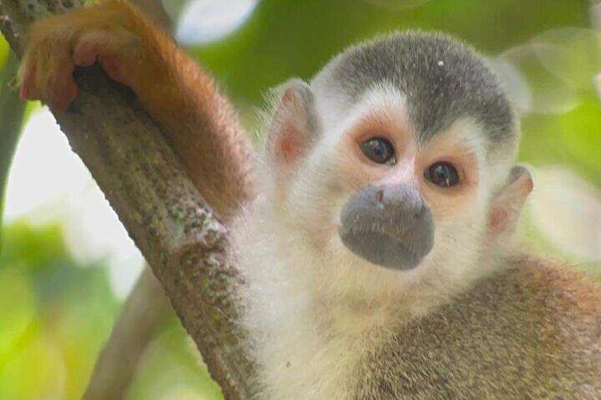 Manuel Antonio with Mauro / Private & Group Tours