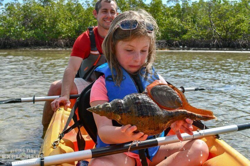 Encounter unique wildlife like this giant Horse Conch, one of the largest marine snails in the world!