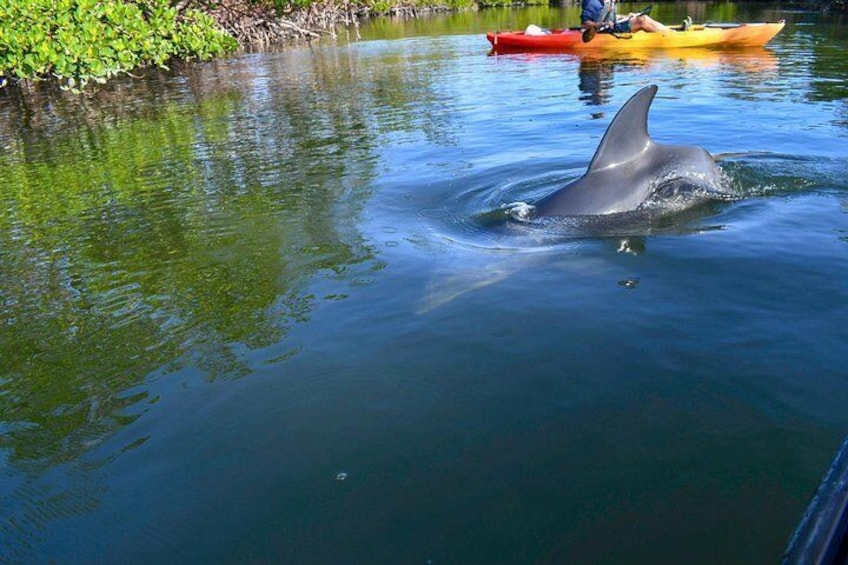 Dolphin and manatee frequent the estuary and often come to say hello to our explorers