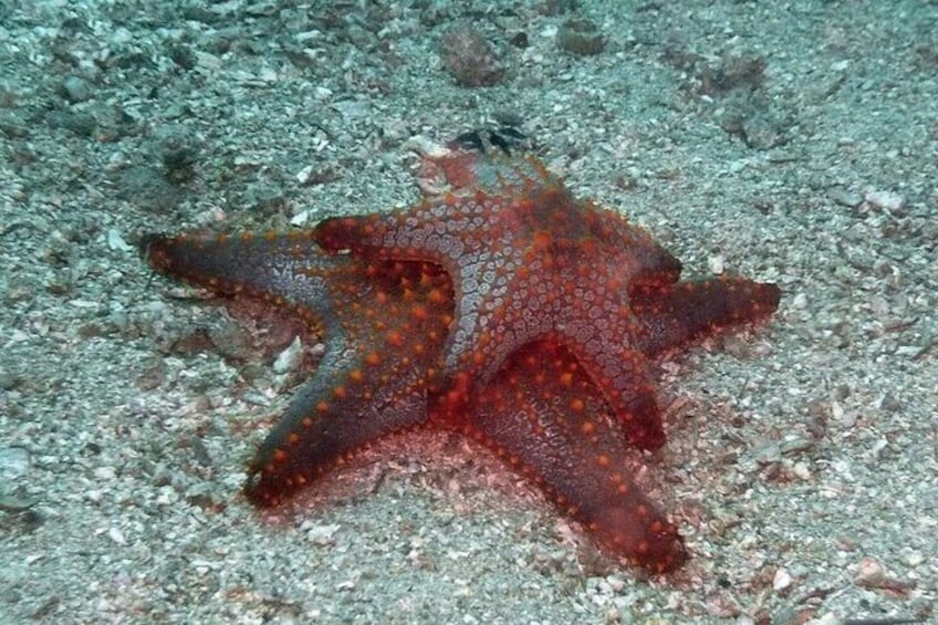 Scuba Diving for Beginners in Acapulco