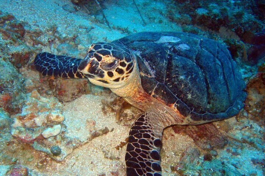 Scuba Diving for Beginners in Acapulco