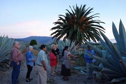 Pulque Tour Plus: Aguamiel Harvest in the Field with Zapotec Dinner 