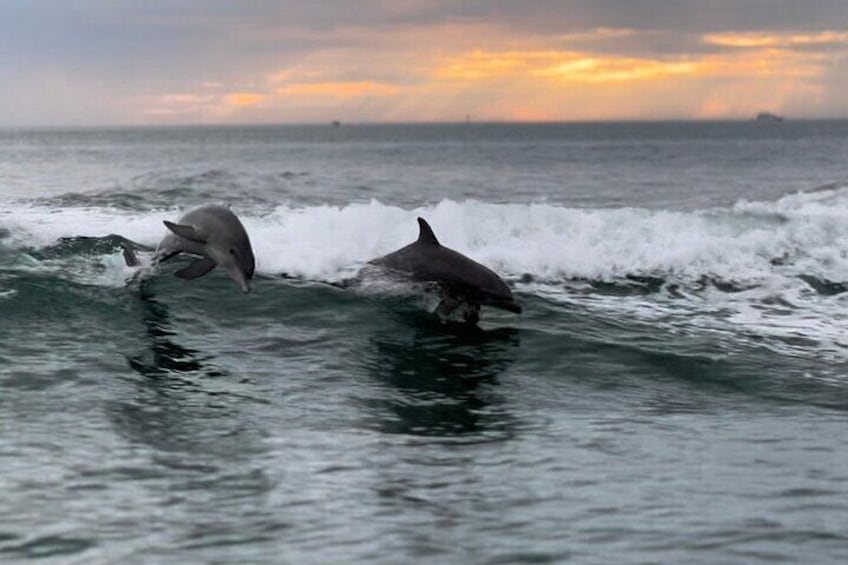 Clearwater Encounters with Dolphins Tour