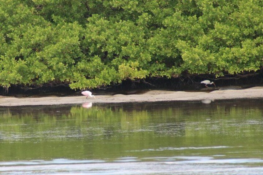 Clearwater Encounters with Dolphins Tour