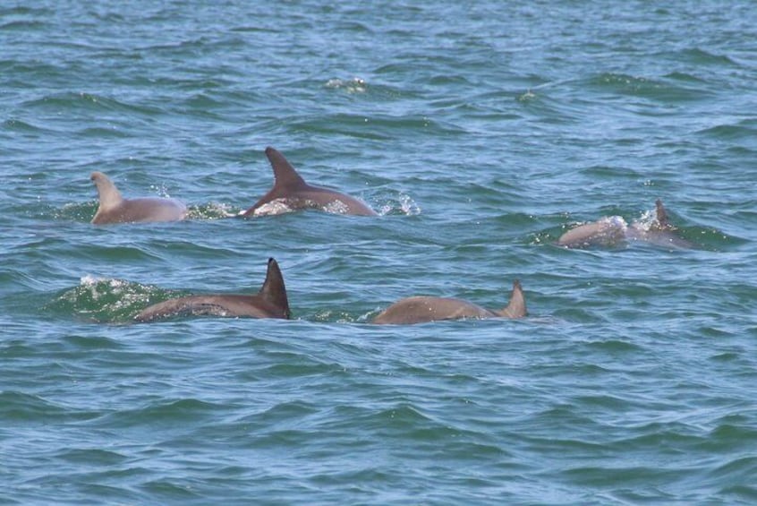 Clearwater Encounters with Dolphins Tour