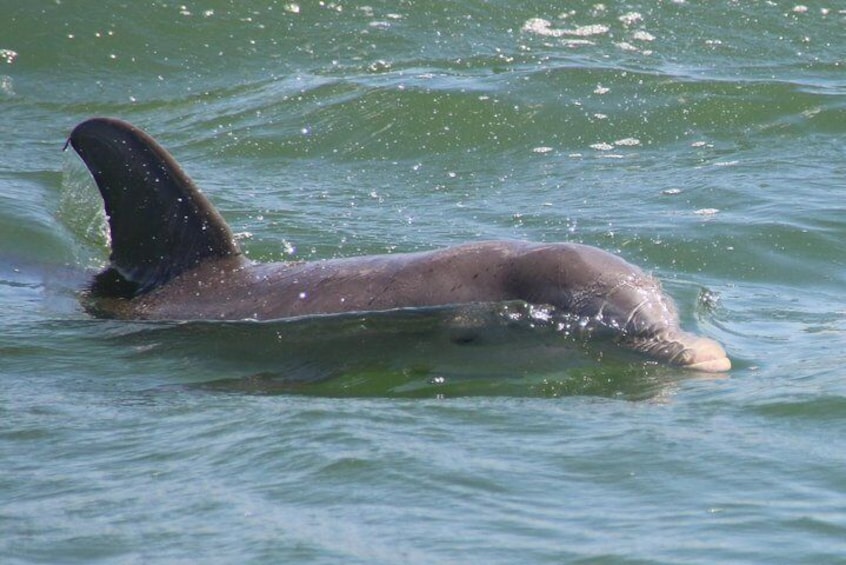 Clearwater Encounters with Dolphins Tour