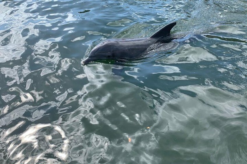 Small Group Florida Keys Eco Tour by Boat