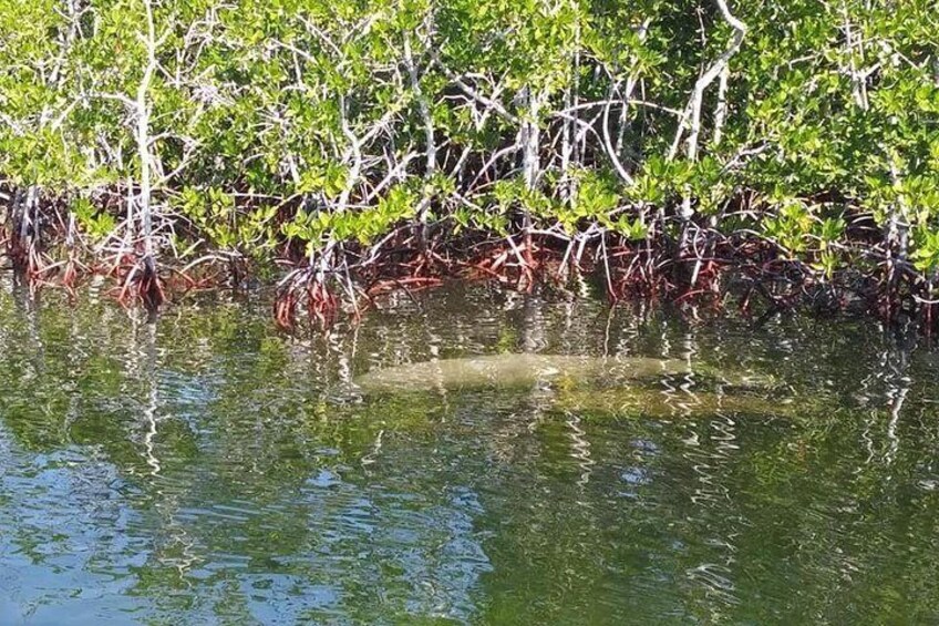 Florida Keys Eco Tour by Boat