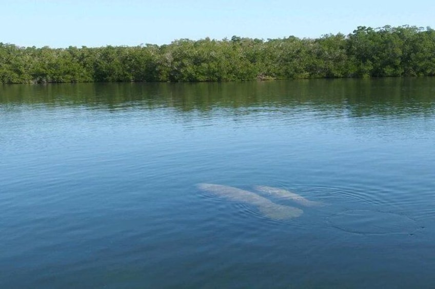 Florida Keys Eco Tour by Boat