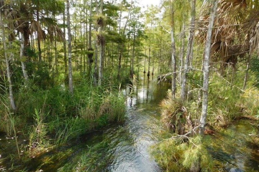 4-Hour Swamp Buggy Adventure Tour in Florida