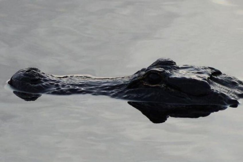 4-Hour Swamp Buggy Adventure Tour in Florida