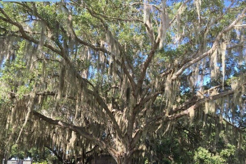 4-Hour Swamp Buggy Adventure Tour in Florida