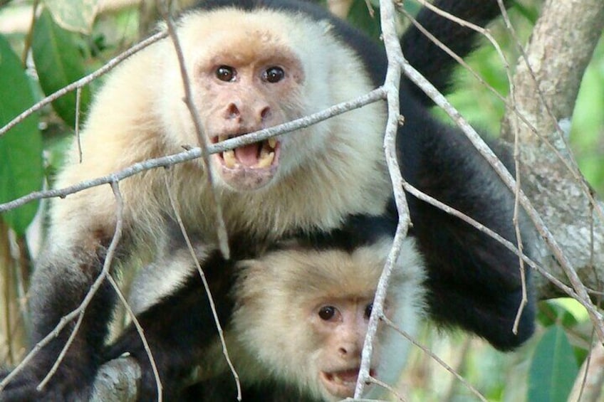 Common White Face Monkeys.