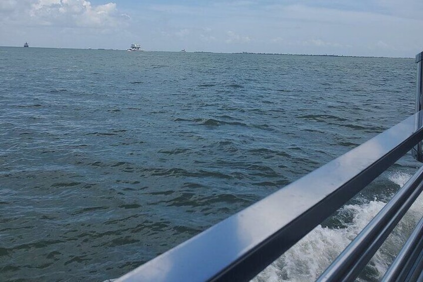 Dolphin Sightseeing Tour in Galveston with a Guide