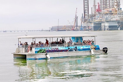 Dolphin Sightseeing Tour in Galveston with a Guide