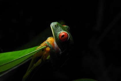 Arenal Night Walk by Canoa Aventura
