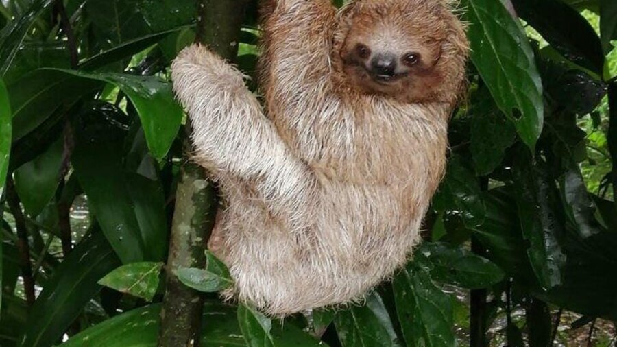 Sloths in their natural habitat & Blue river waterfall