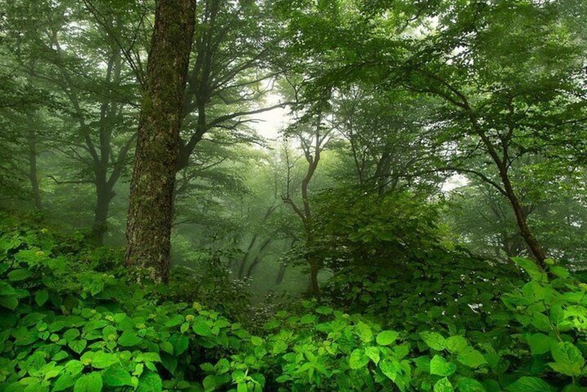 Spring Forest on a Foggy Morning