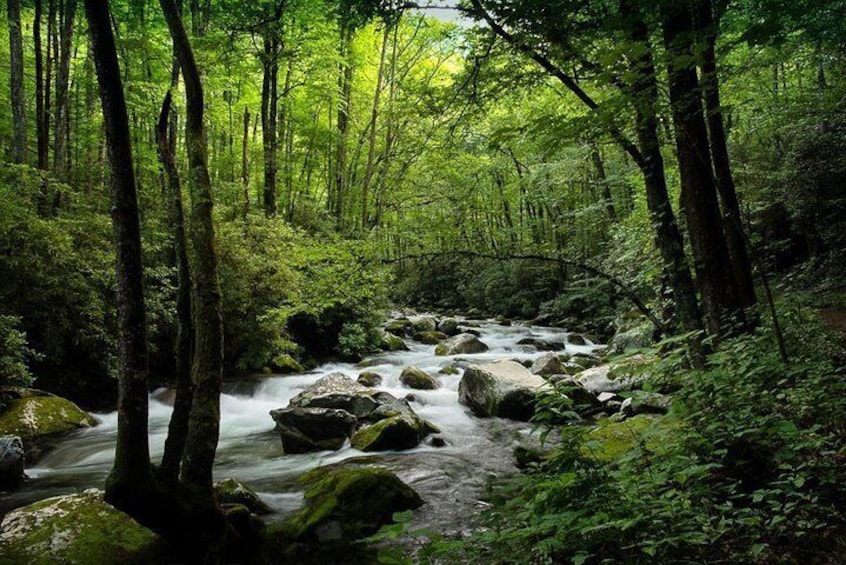 Mountain Stream in Spring