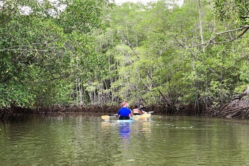 Kayaking through the Mangroves