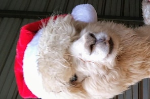 Brunch with Santa and the Alpacas