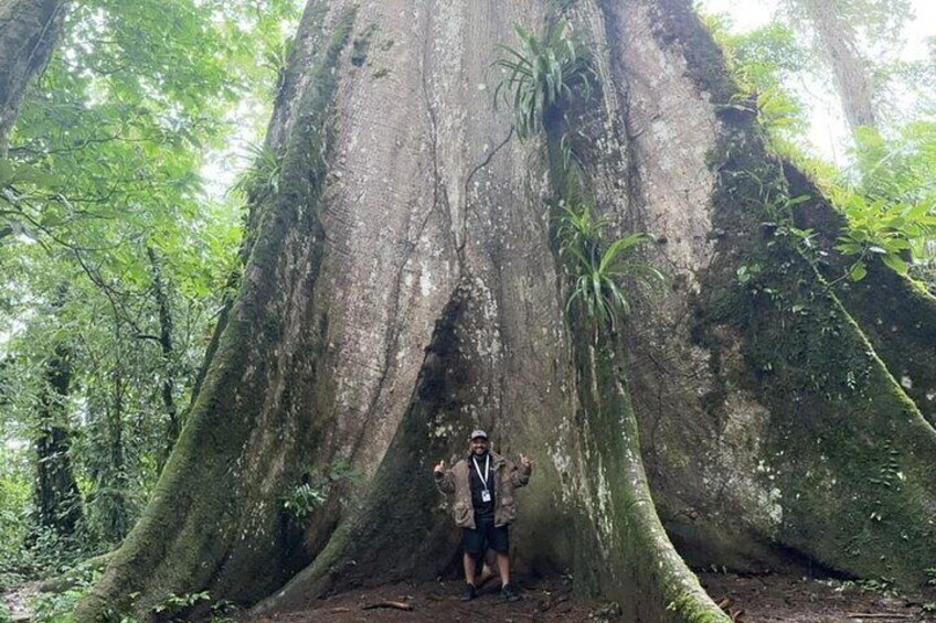 Giant Tree Stop