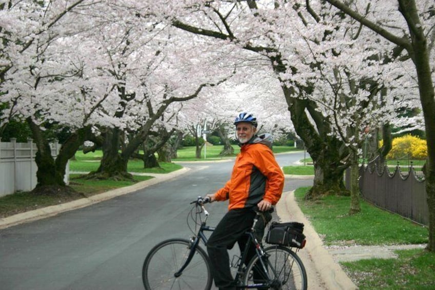 Viator Exclusive: Cherry Blossom Bike Tour in Washington DC