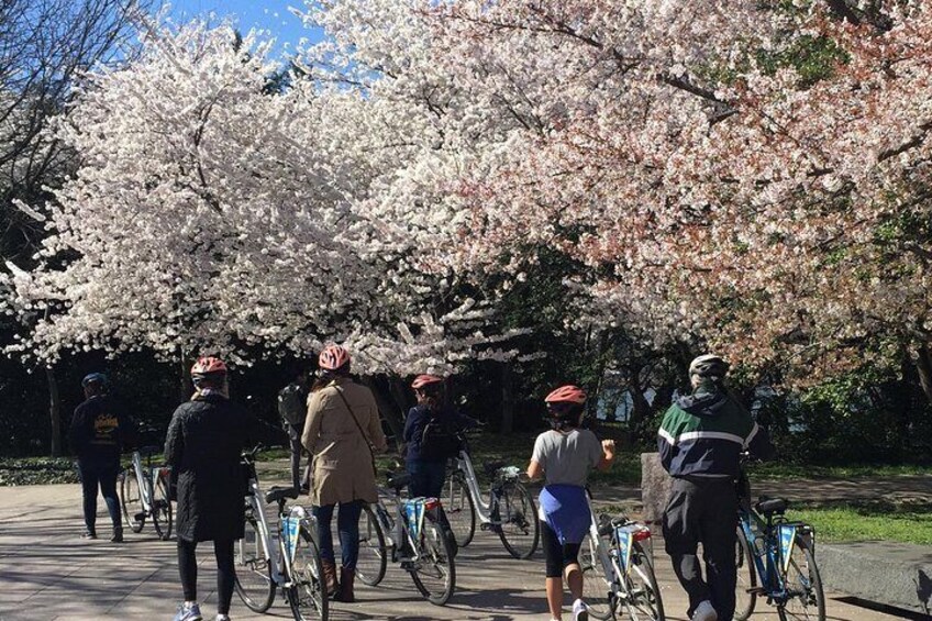 Exclusive: Cherry Blossom Bike Tour in Washington DC
